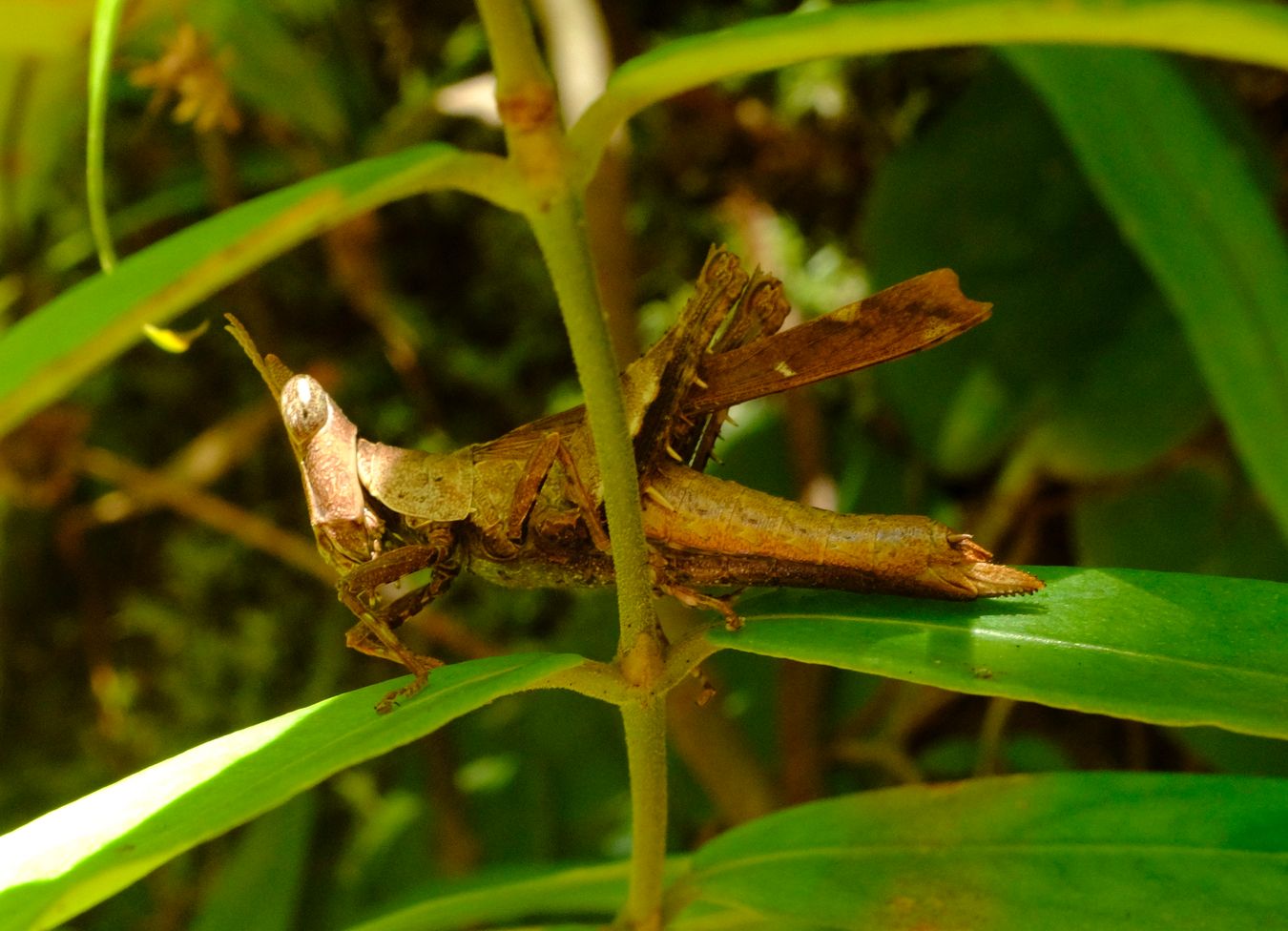 Unidentified Conehead Katydid