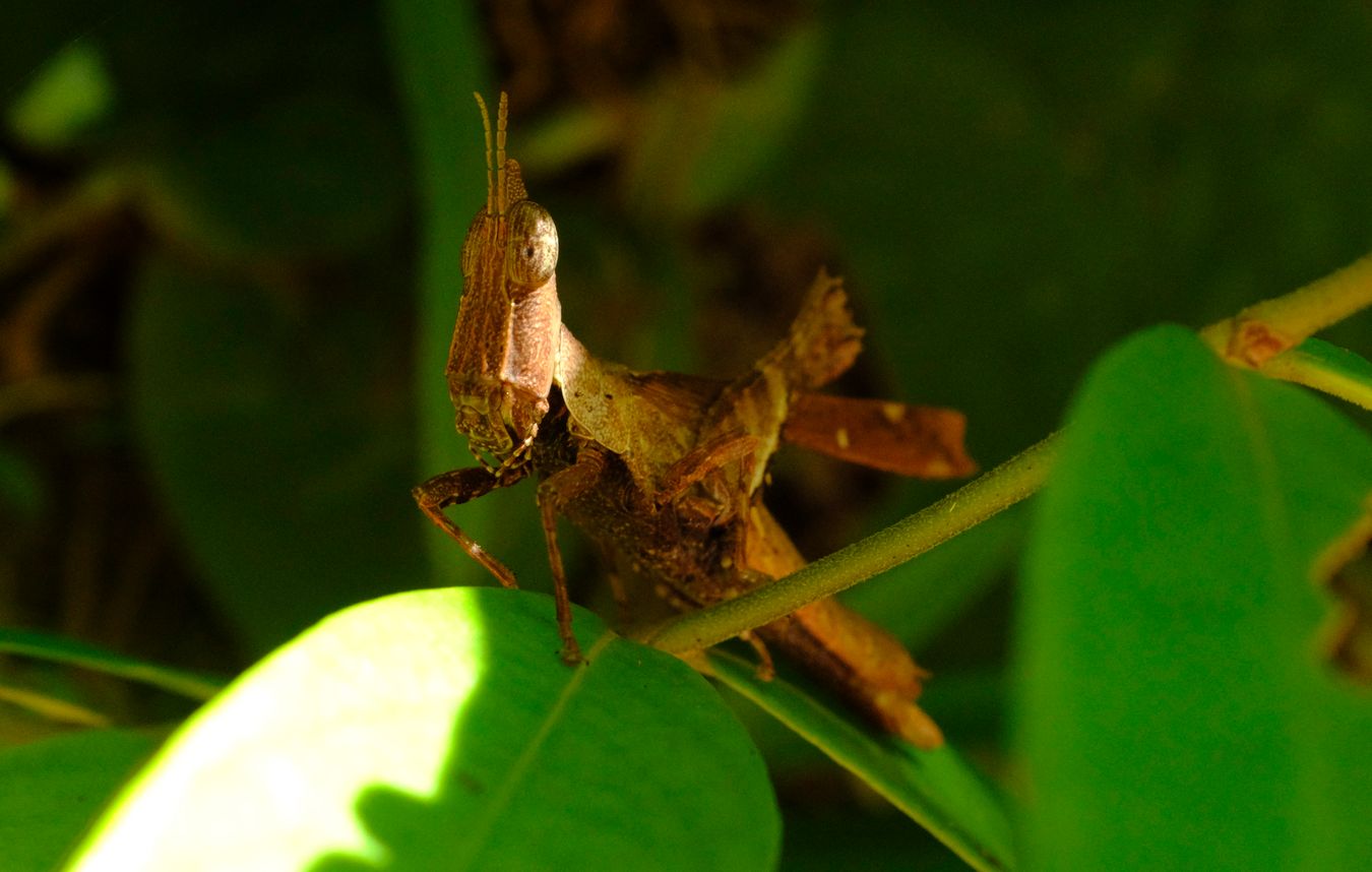 Unidentified Conehead Katydid