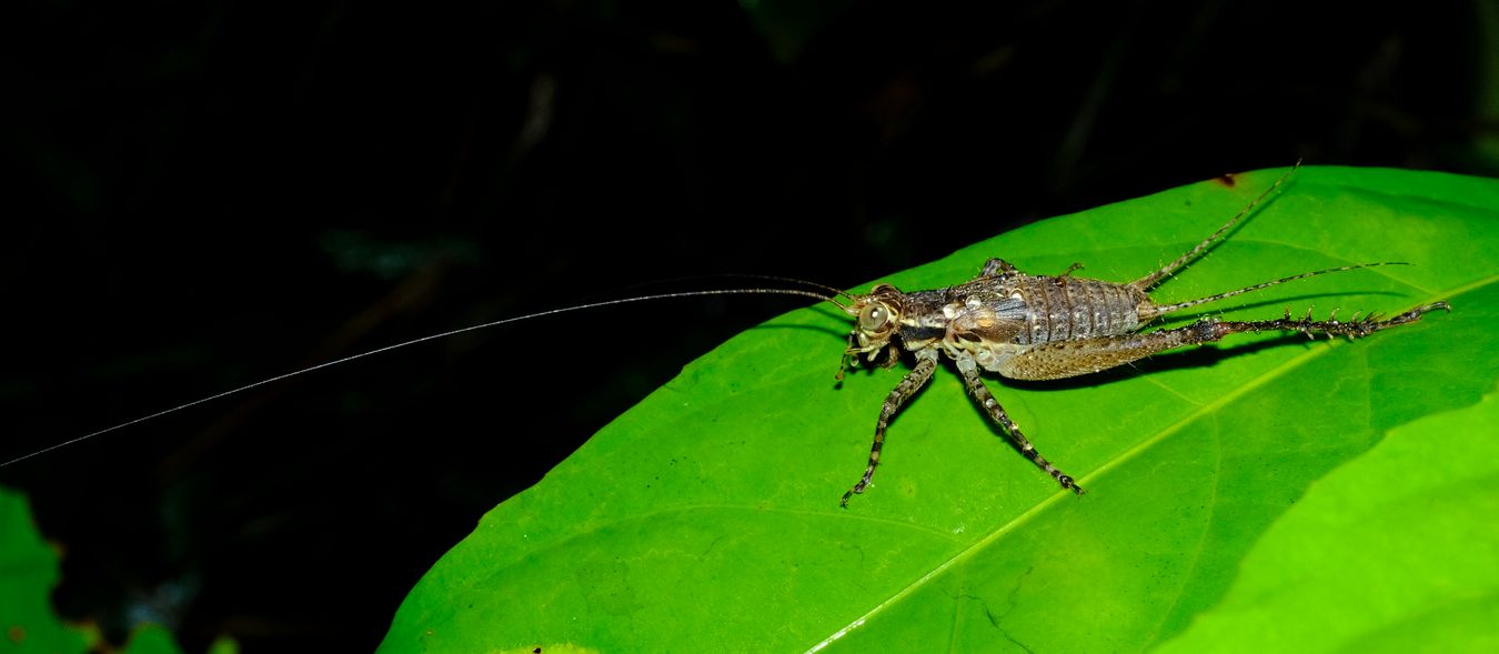 Unidentified Cricket, Maybe Cardiodactylus