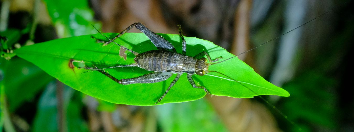 Unidentified Cricket, Probably Cardiodactylus