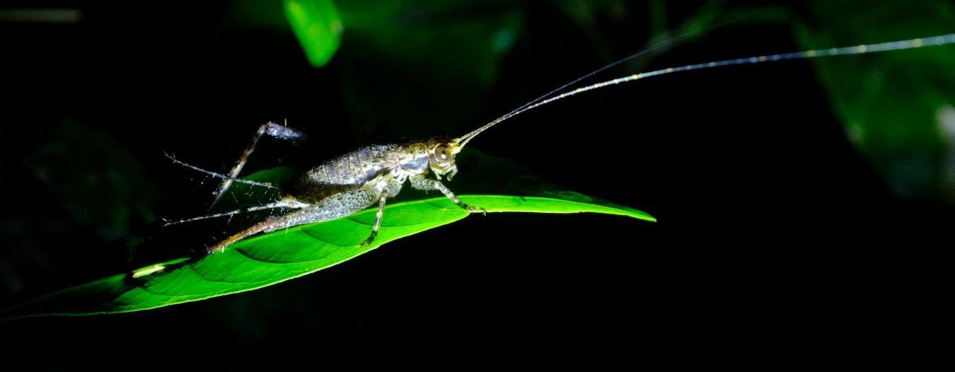 Unidentified Cricket, Probably Cardiodactylus