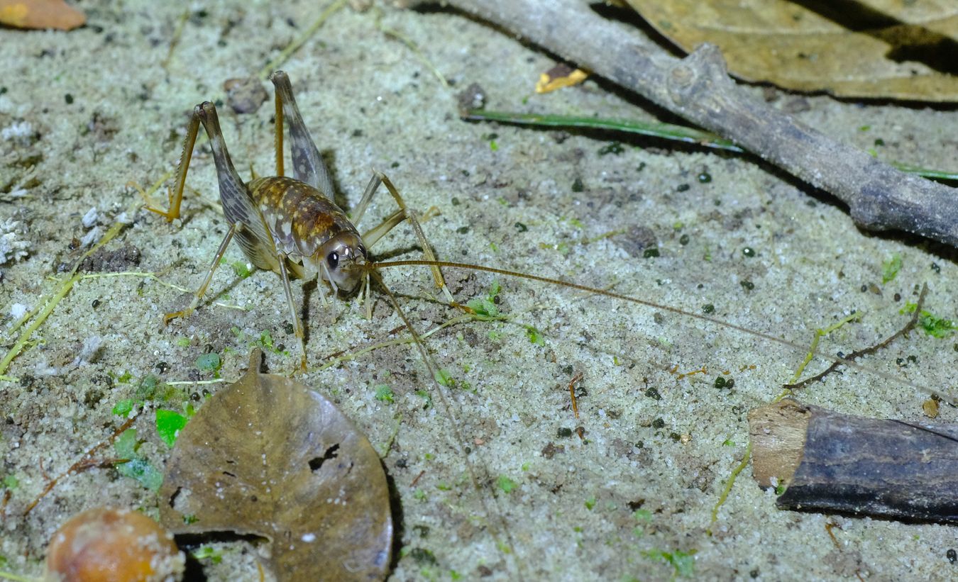 Camel Cricket Rhaphidophoridae