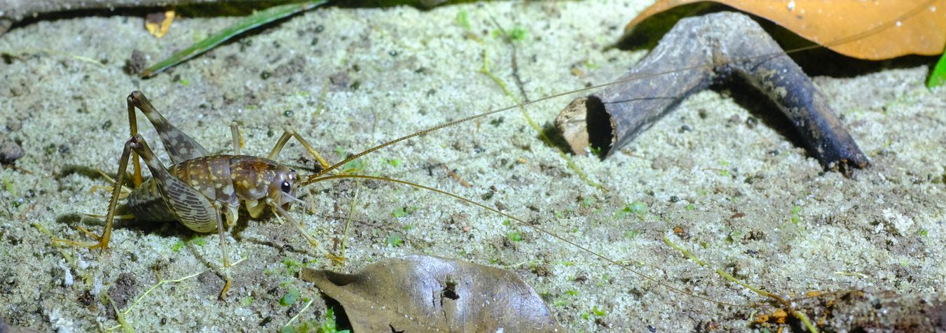 Camel Cricket Rhaphidophoridae