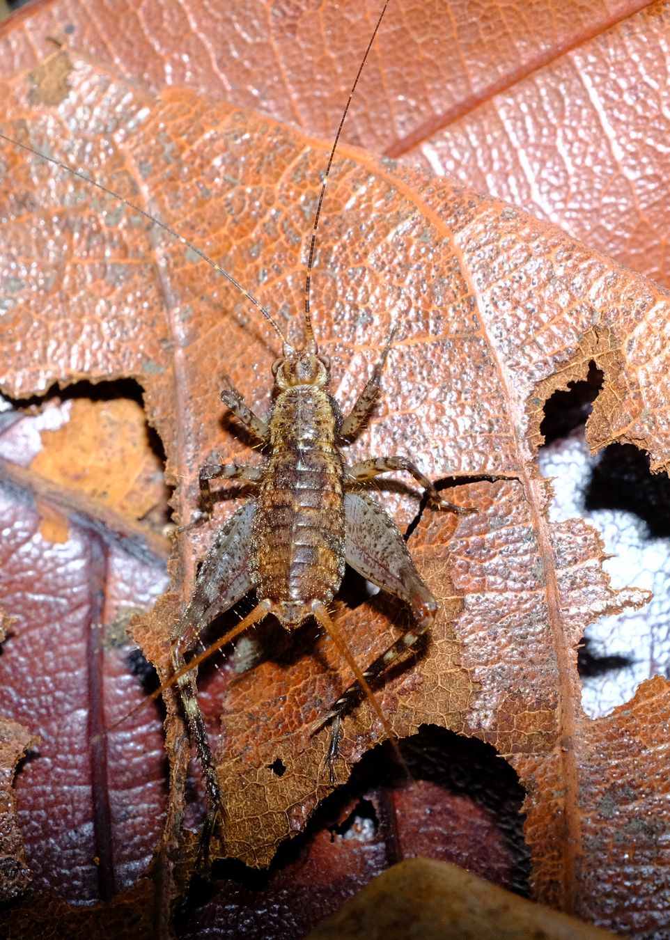 Unidentified Cricket