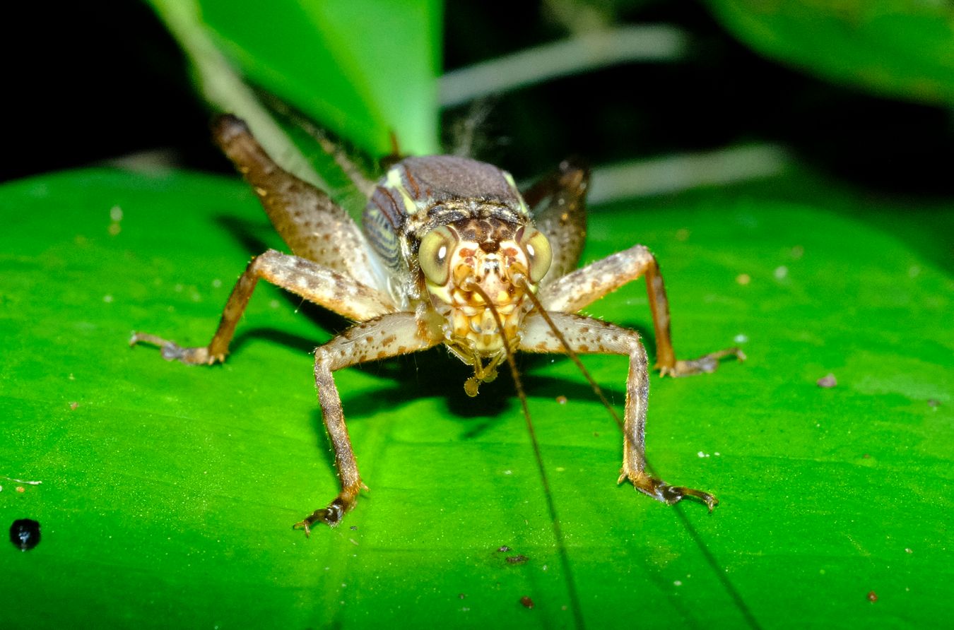 Cricket Nisitrus Brunnerianus