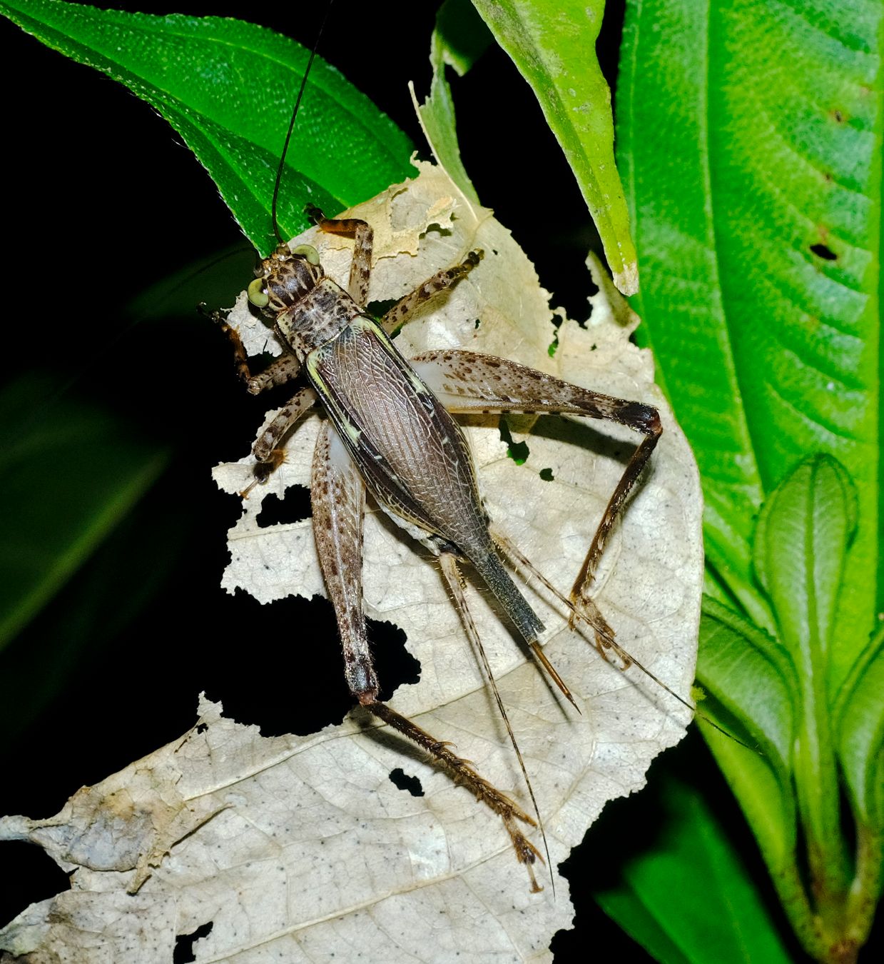 Cricket Nisitrus Brunnerianus