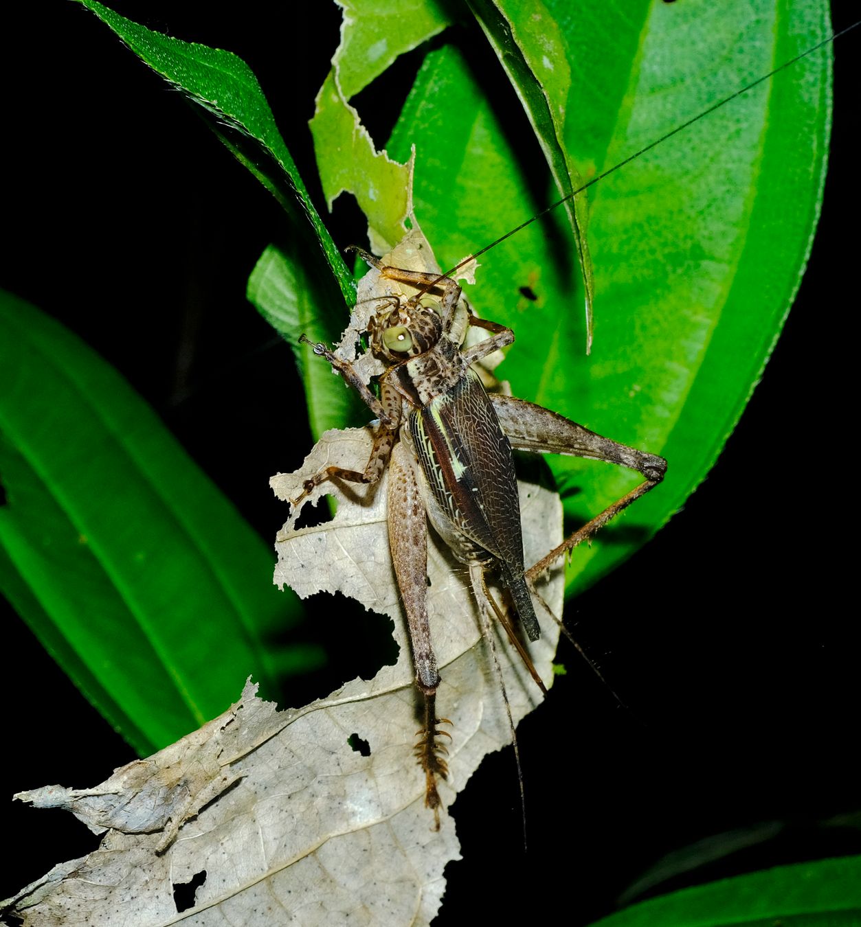 Cricket Nisitrus Brunnerianus