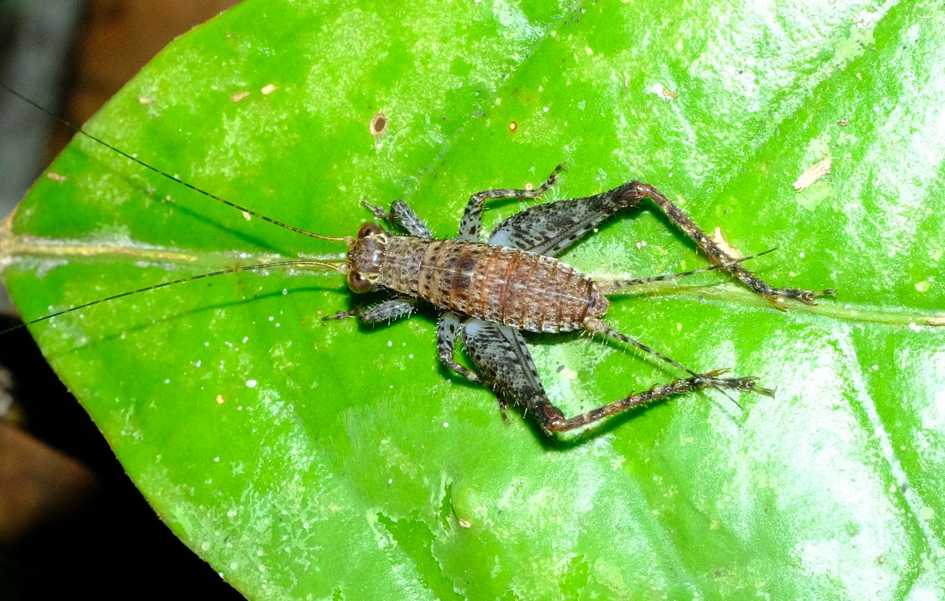 Ground Cricket { Probably Nemobiinae }