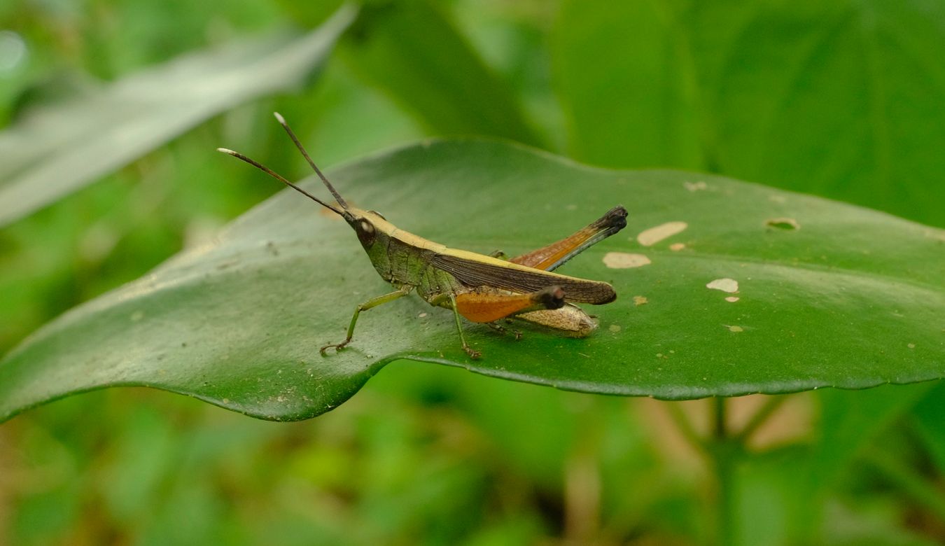 Short-Horned Grasshopper { Phlaeoba Antennata }