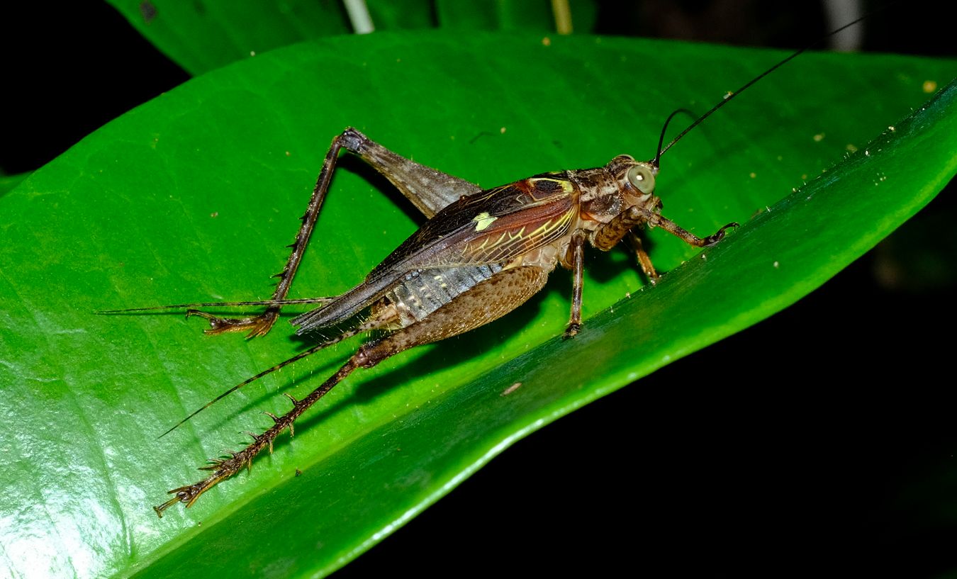 Cardiodactylus Guttulus Cricket