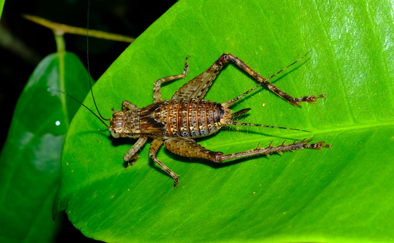 Unidentified Cardiodactylus Cricket