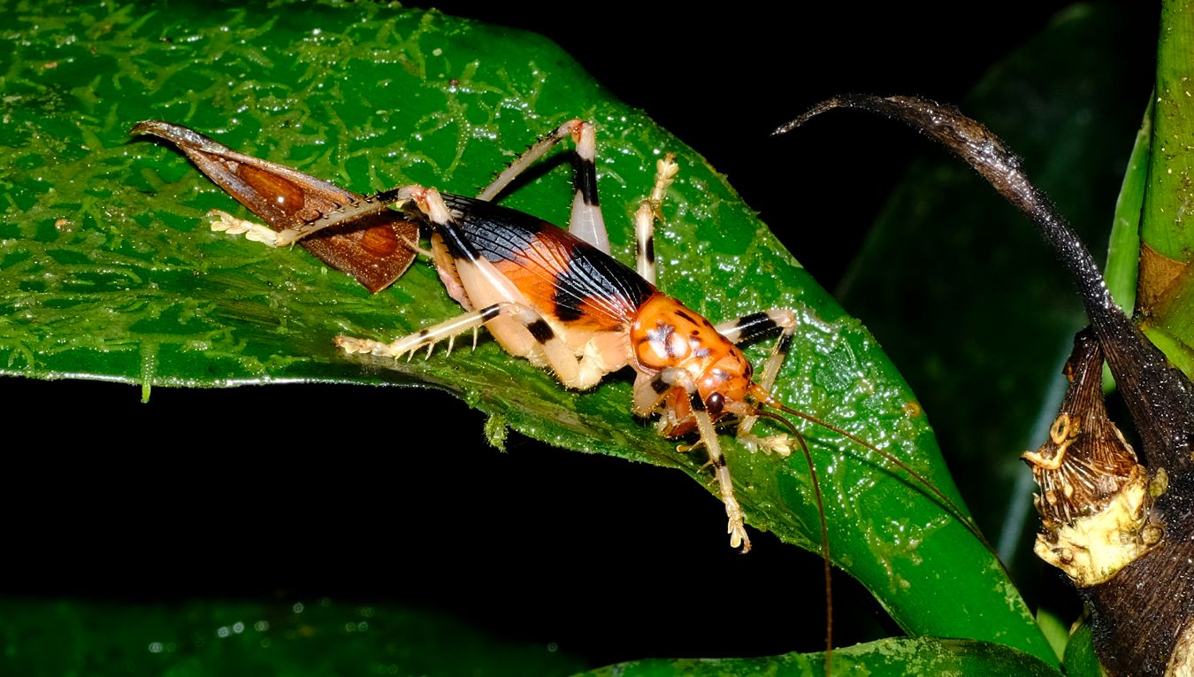 Leaf-Folding Cricket { Larnaca Nigrata }