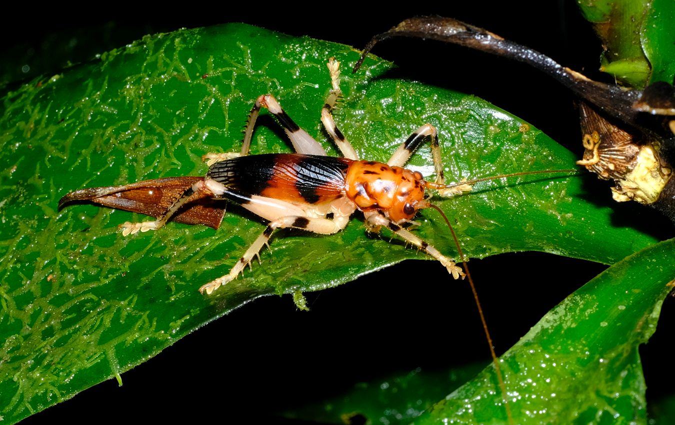 Leaf-Folding Cricket { Larnaca Nigrata }