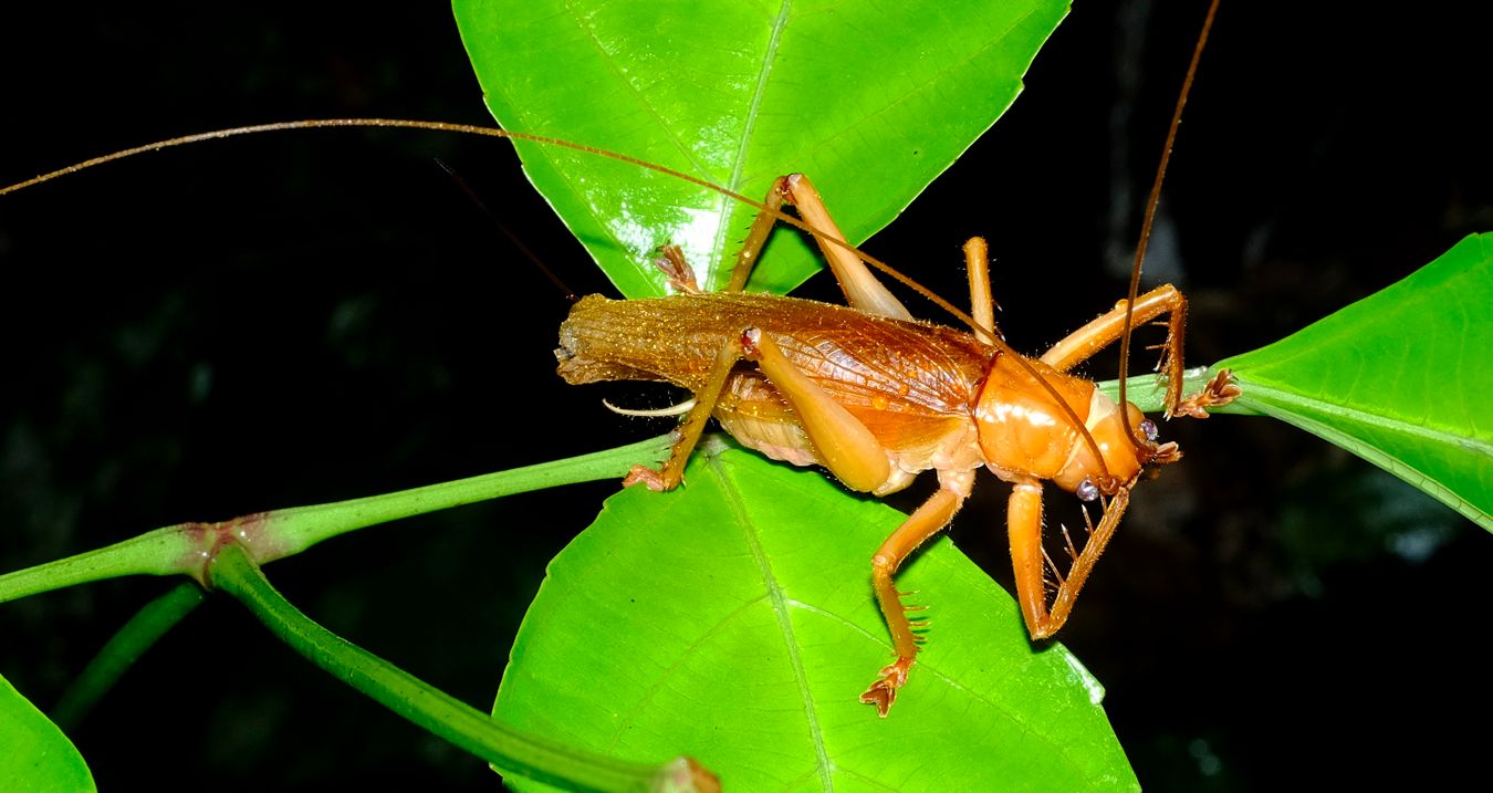 Female Spider Face Leaf-Rolling Cricket { Nunkeria Brachis }