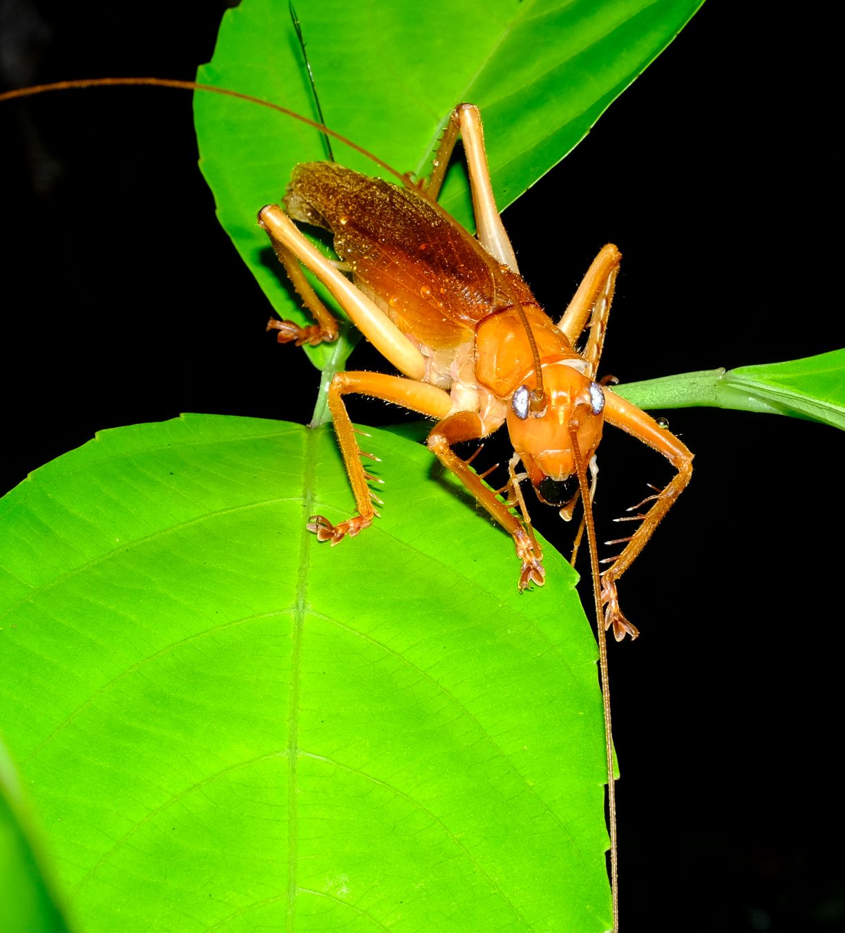 Female Spider Face Leaf-Rolling Cricket { Nunkeria Brachis }