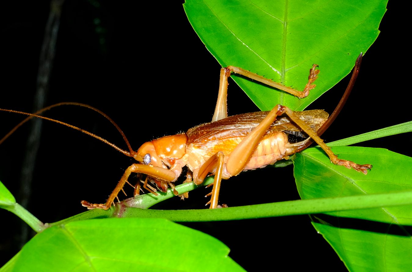 Female Spider Face Leaf-Rolling Cricket { Nunkeria Brachis }