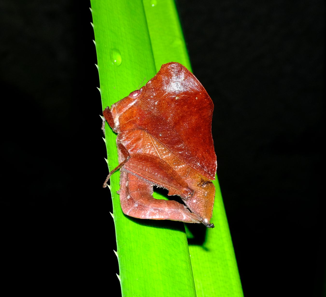 Leaf Mimic Grasshopper { Chorotypus Gallinaceus }