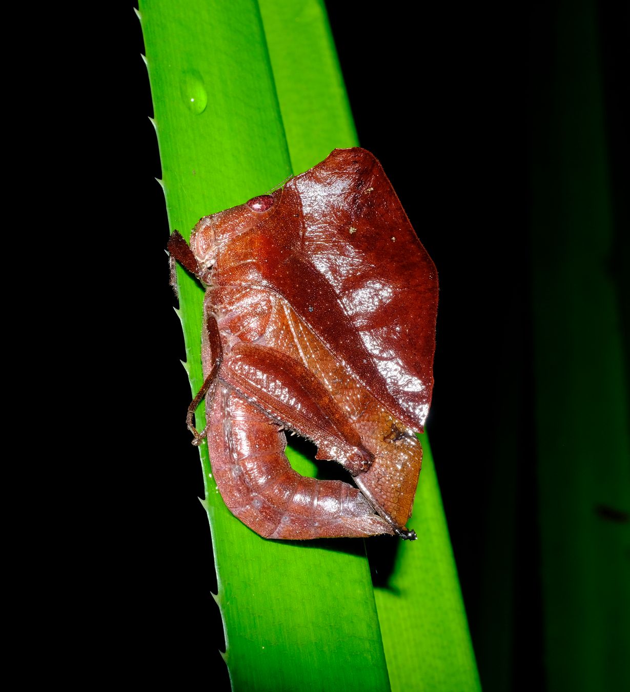 Leaf Mimic Grasshopper { Chorotypus Gallinaceus }