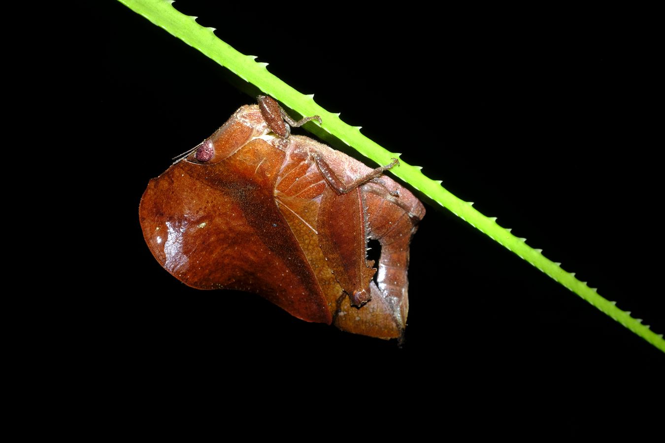 Leaf Mimic Grasshopper { Chorotypus Gallinaceus }