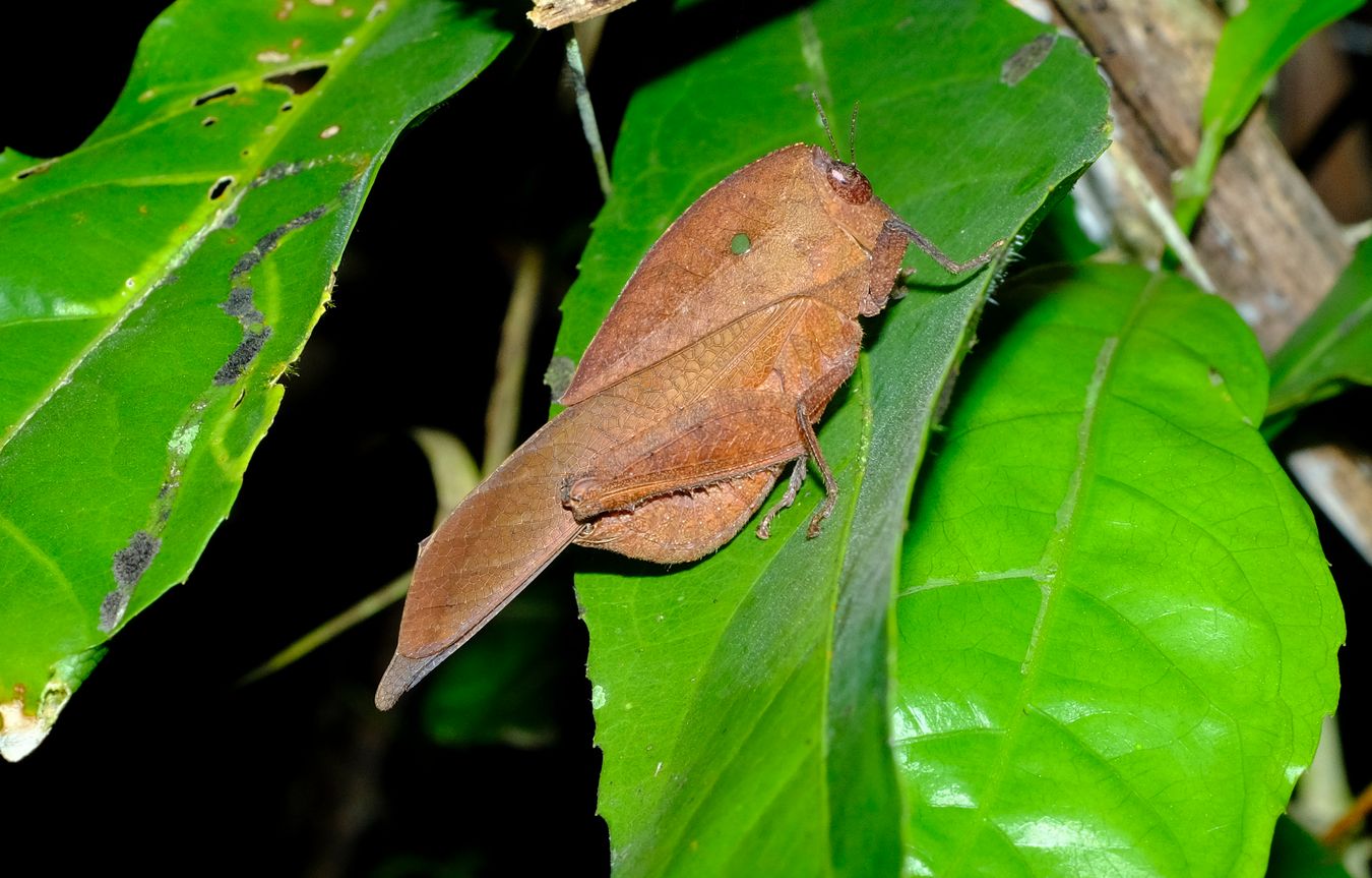 Leaf Mimic Grasshopper { Chorotypus sp }