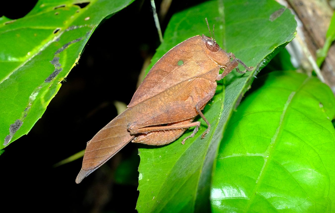 Leaf Mimic Grasshopper { Chorotypus sp }