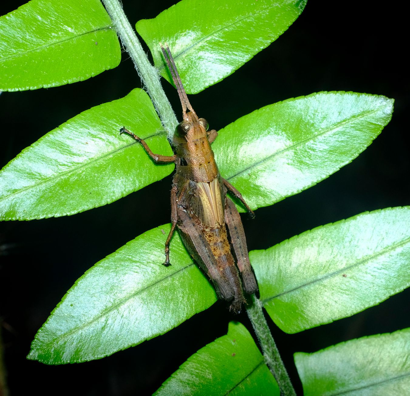 Short-Horned Grasshopper Nymph, maybe Traulia