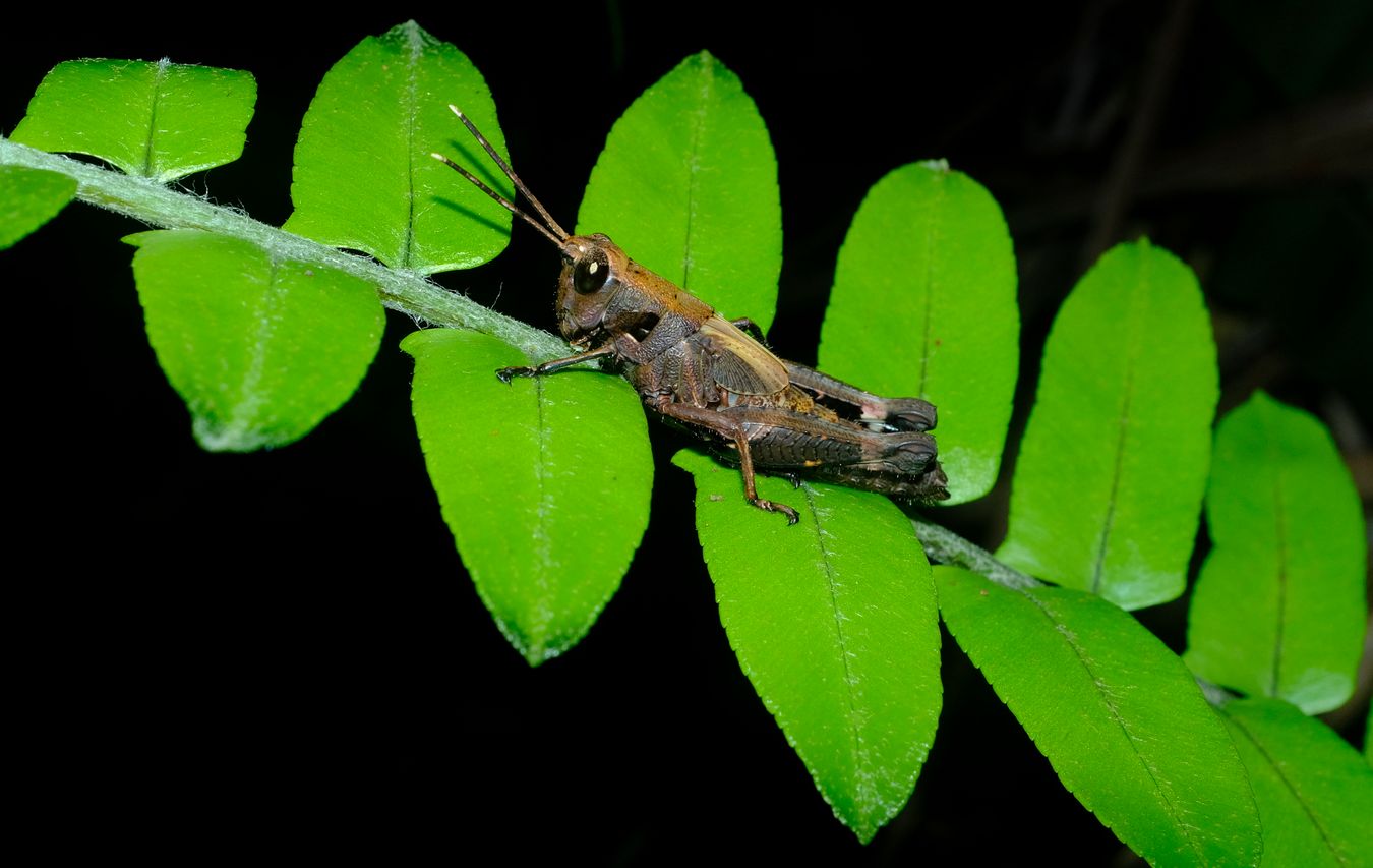 Short-Horned Grasshopper Nymph, maybe Traulia