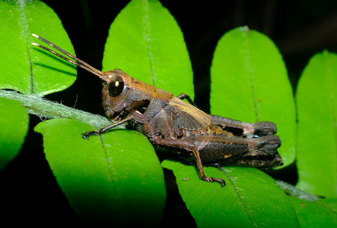 Short-Horned Grasshopper Nymph, maybe Traulia