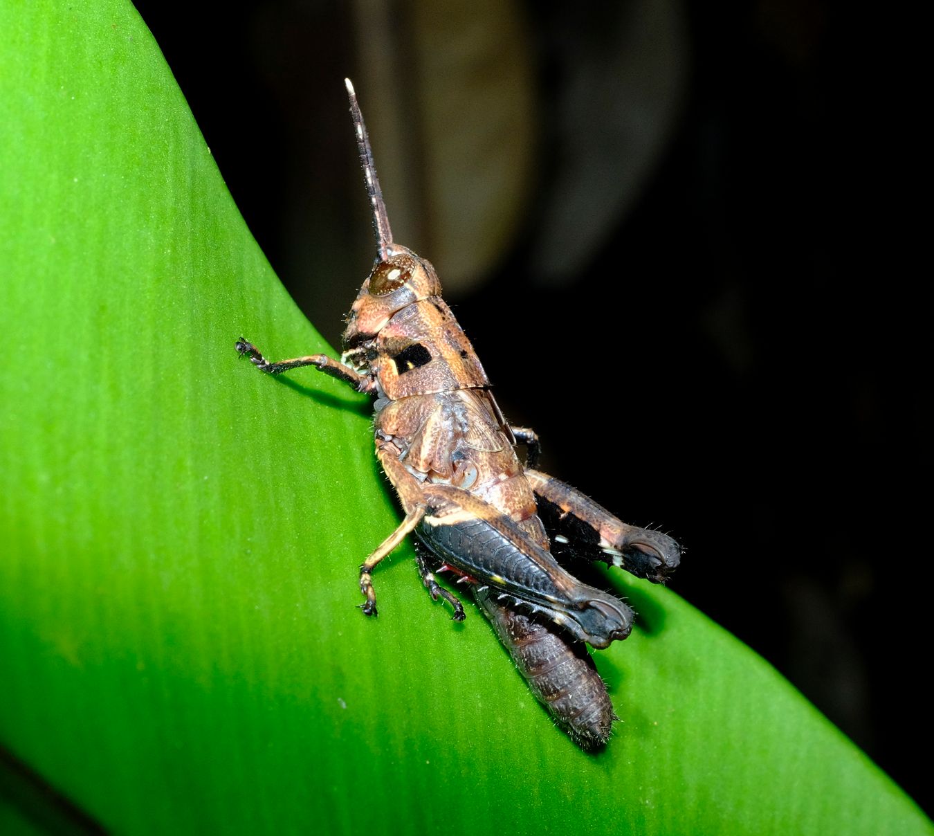 Short-Horned Grasshopper, probably Traulia Ornata