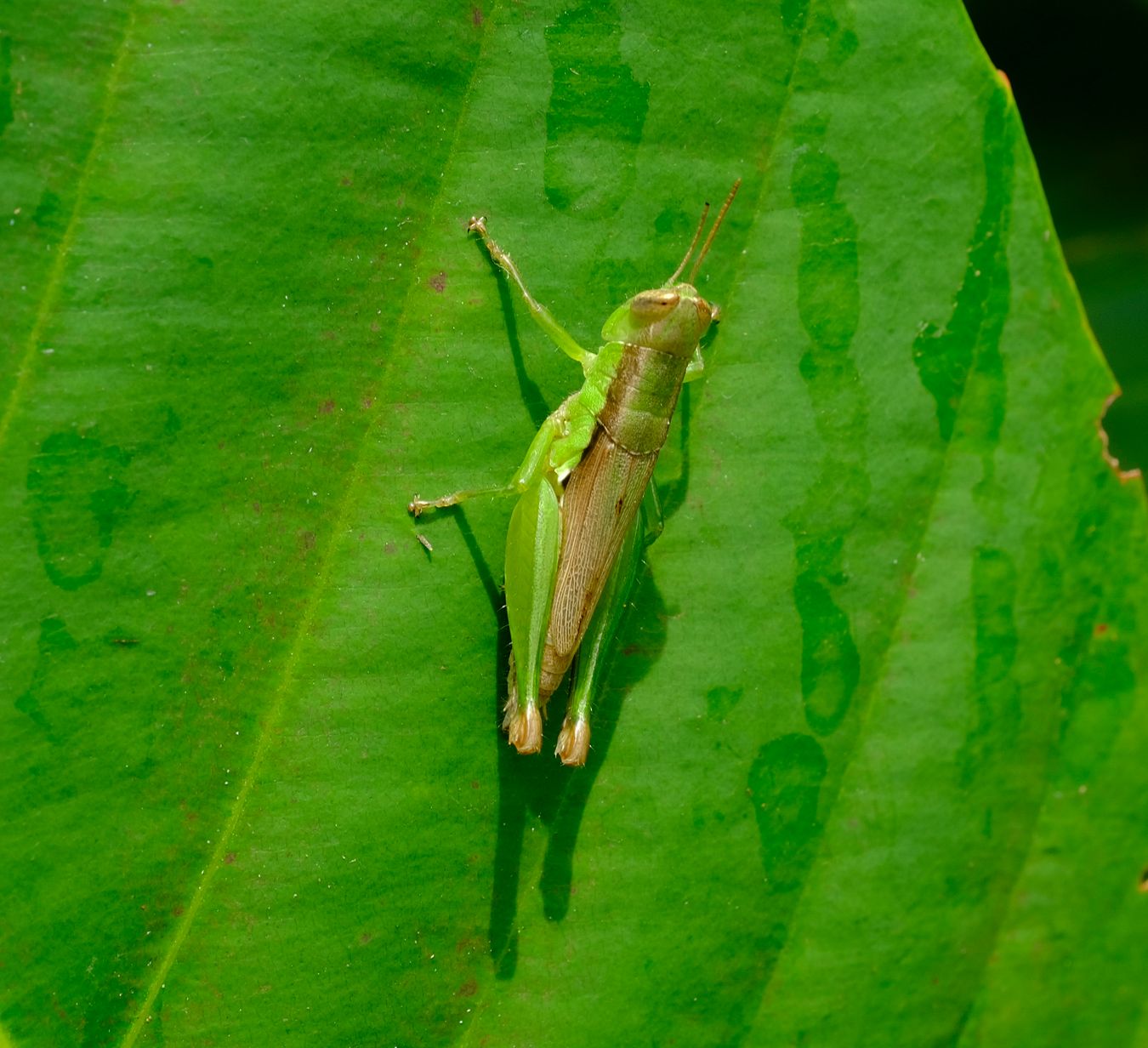 Short-Horned Grasshopper Nymph, maybe Melanoplus