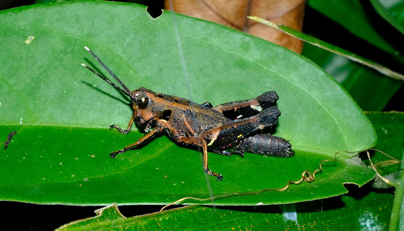 Short-Horned Grasshopper, probably Traulia Ornata