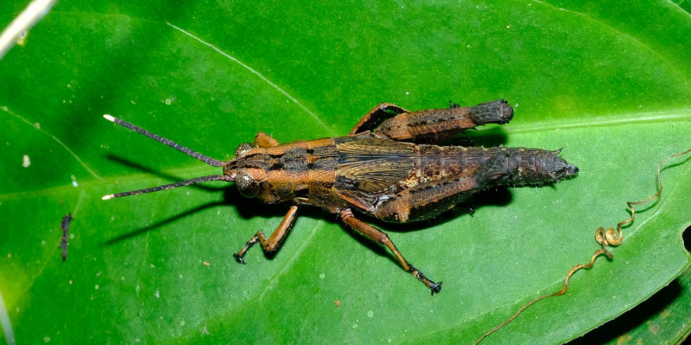 Short-Horned Grasshopper, probably Traulia Ornata