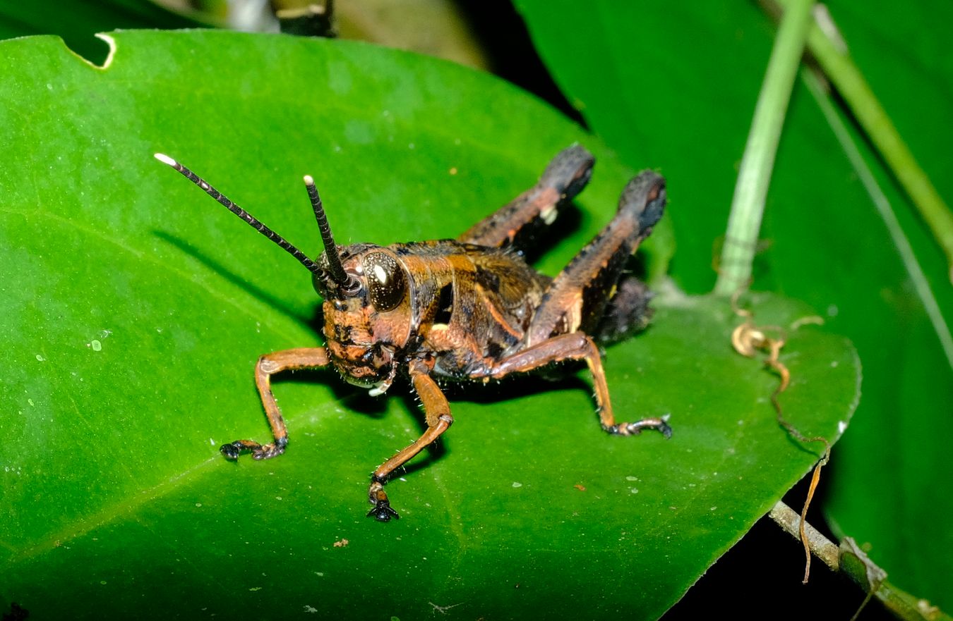 Short-Horned Grasshopper, probably Traulia Ornata