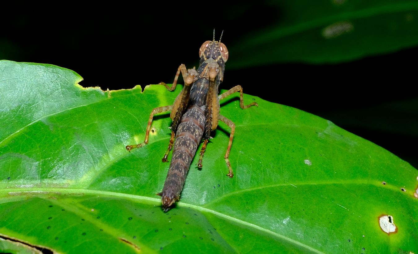 Monkey Grasshopper Nymph Erucius