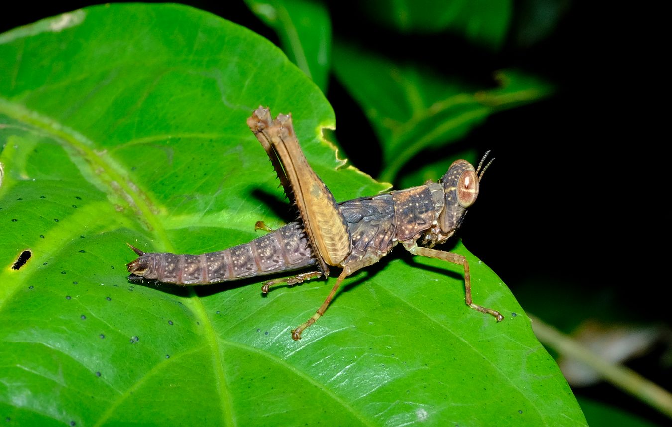 Monkey Grasshopper Nymph Erucius