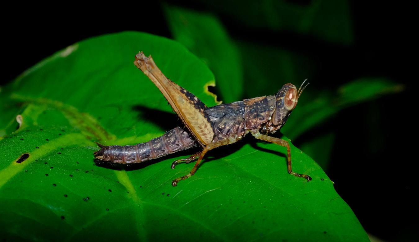 Monkey Grasshopper Nymph Erucius