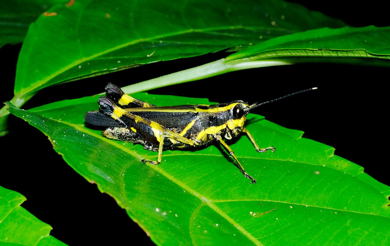 Yellow-Striped Black Grassopper { Traulia Azureipennis }