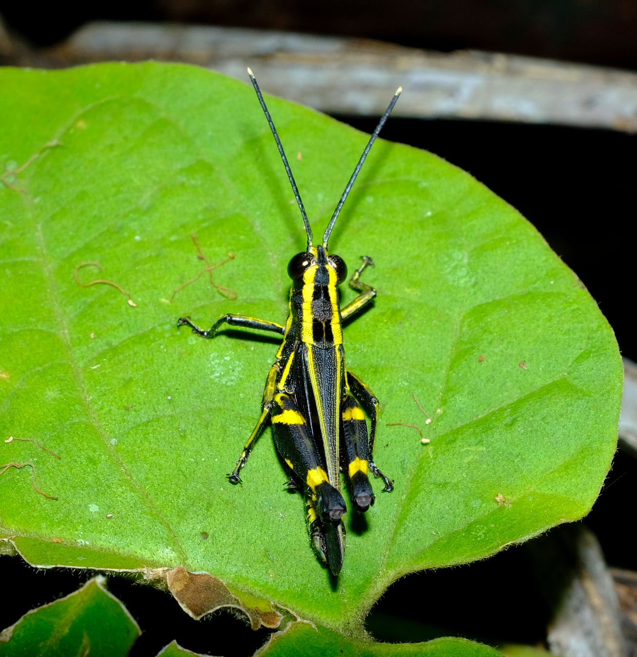 Yellow-Striped Black Grasshopper { Traulia Azureipennis }