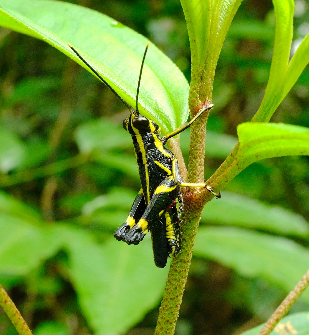 Yellow-Striped Black Grasshopper { Traulia Azureipennis }