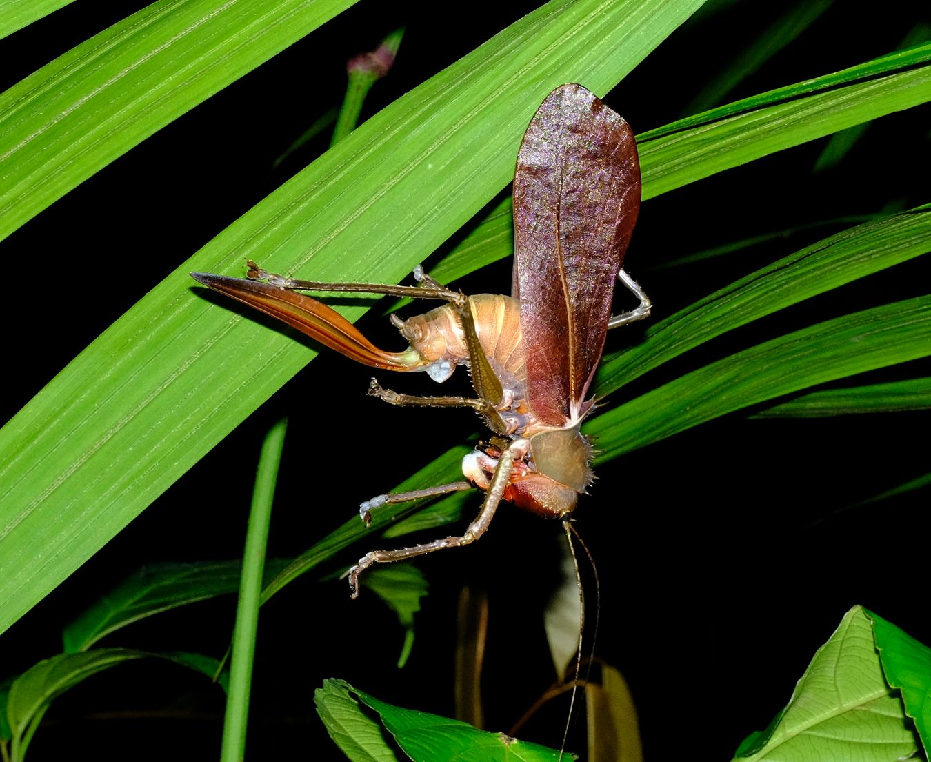 Dragon-Headed Katydid { Lesina Karnyi } Eating a white substance that is secreted from the abdomen