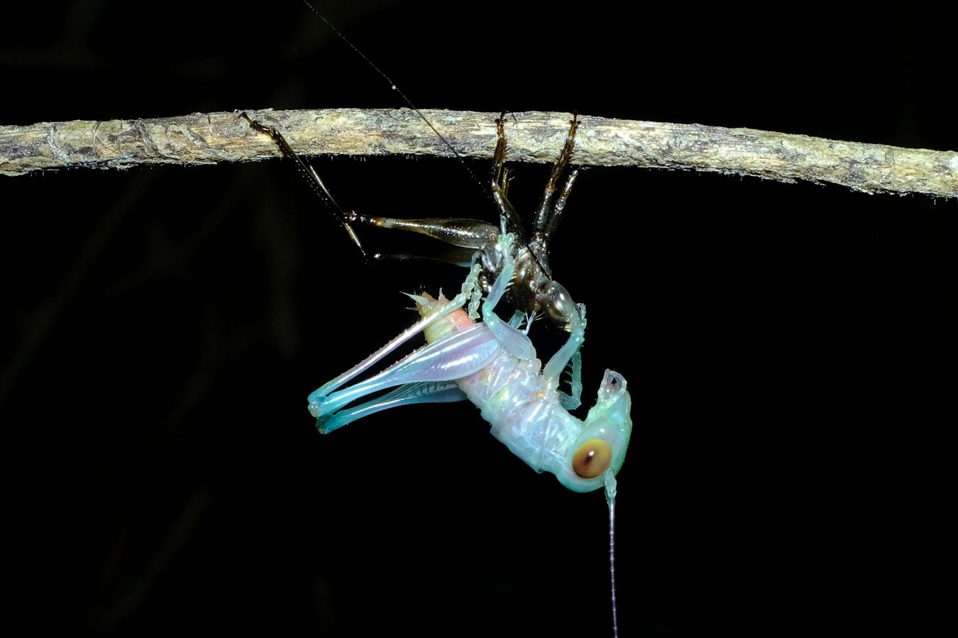 Forest Floor Katydid Metamorphosis { Lipotactes Maculatus }