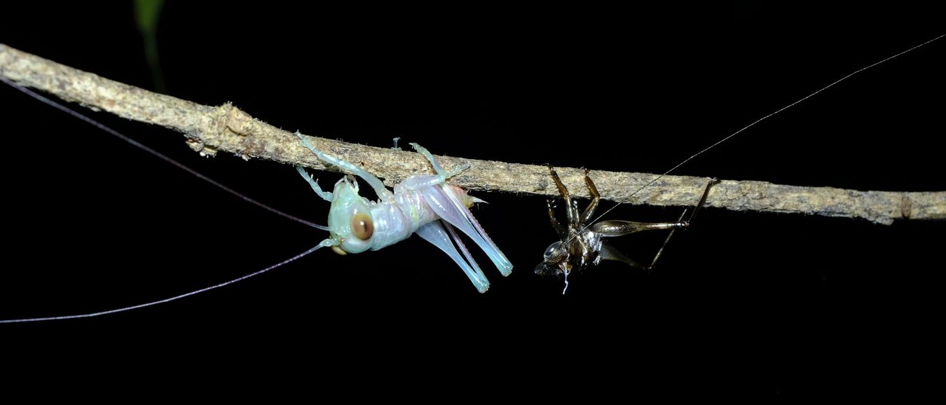 Forest Floor Katydid Metamorphosis { Lipotactes Maculatus }