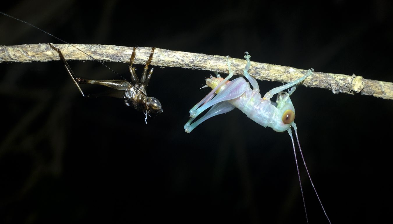 Forest Floor Katydid Metamorphosis { Lipotactes Maculatus }