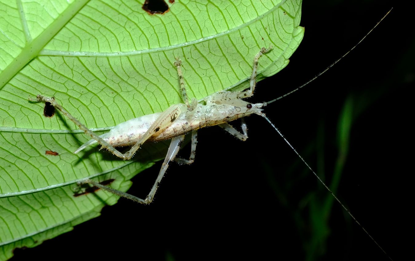 Unidentified Conehead Katydid