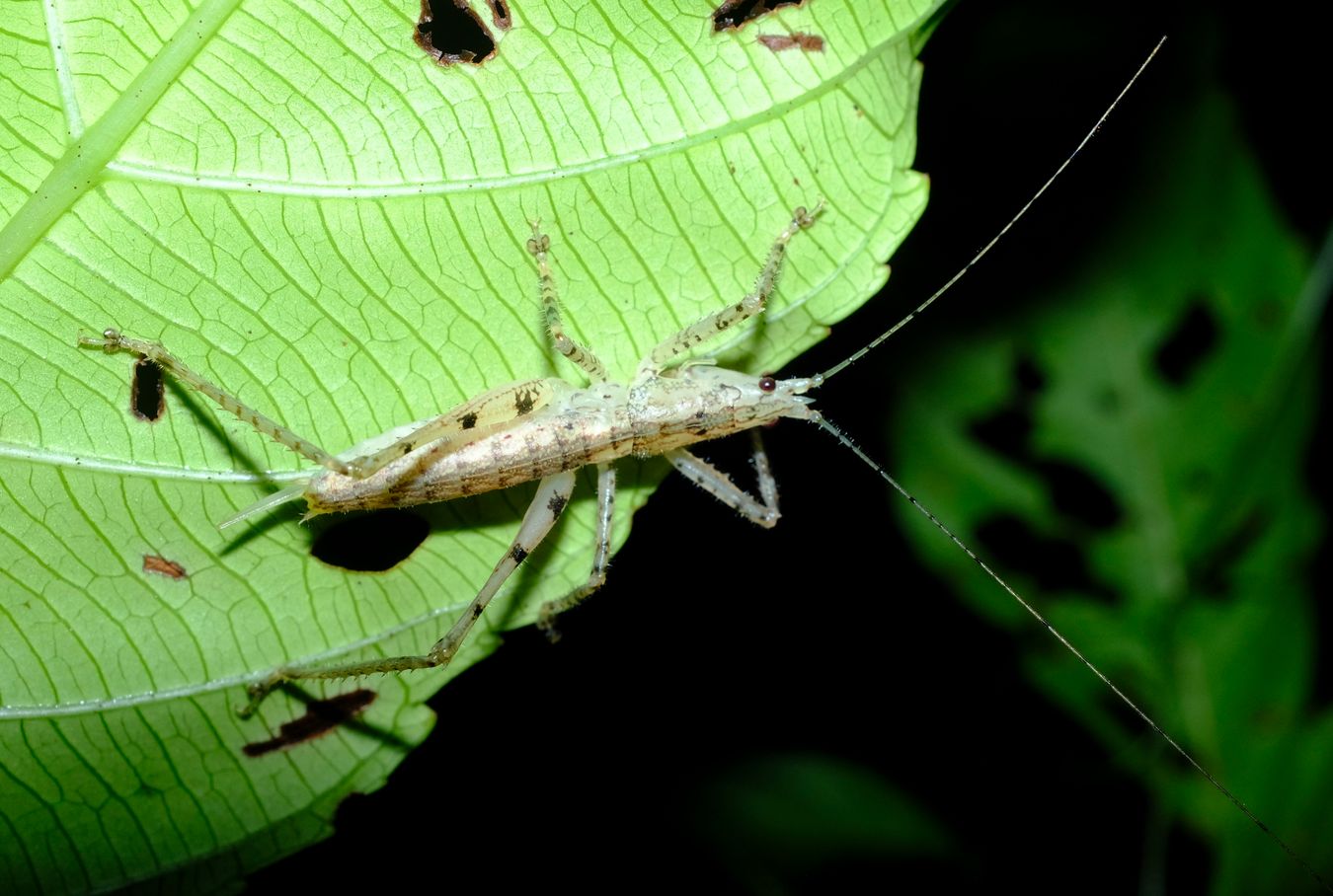 Unidentified Conehead Katydid