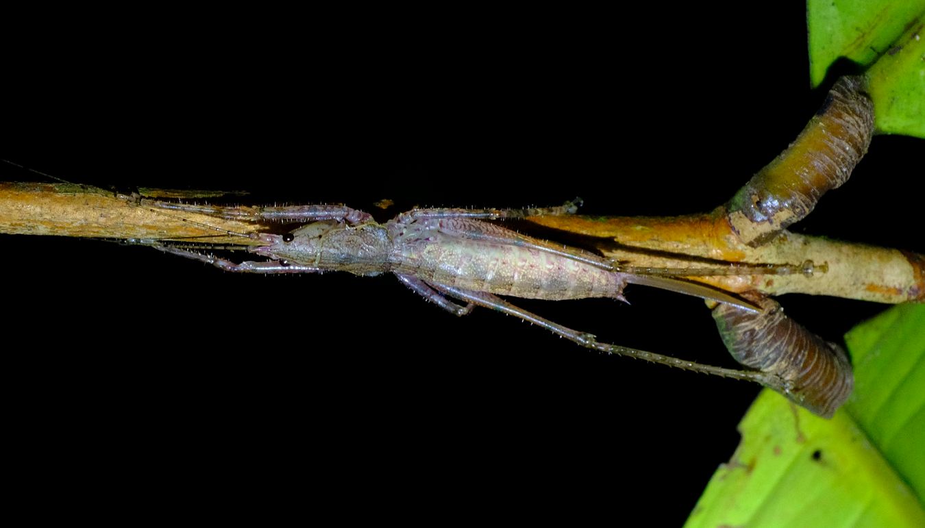 Female Black-Faced Conehead Katydid { Peracca Subulicerca }