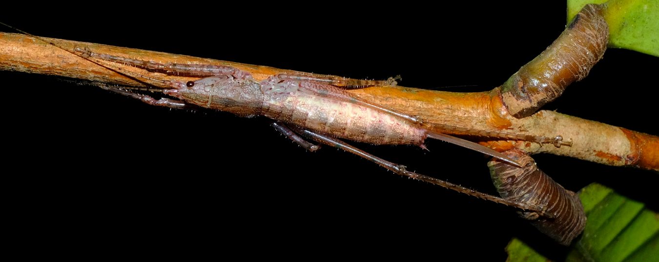 Female Black-Faced Conehead Katydid { Peracca Subulicerca }