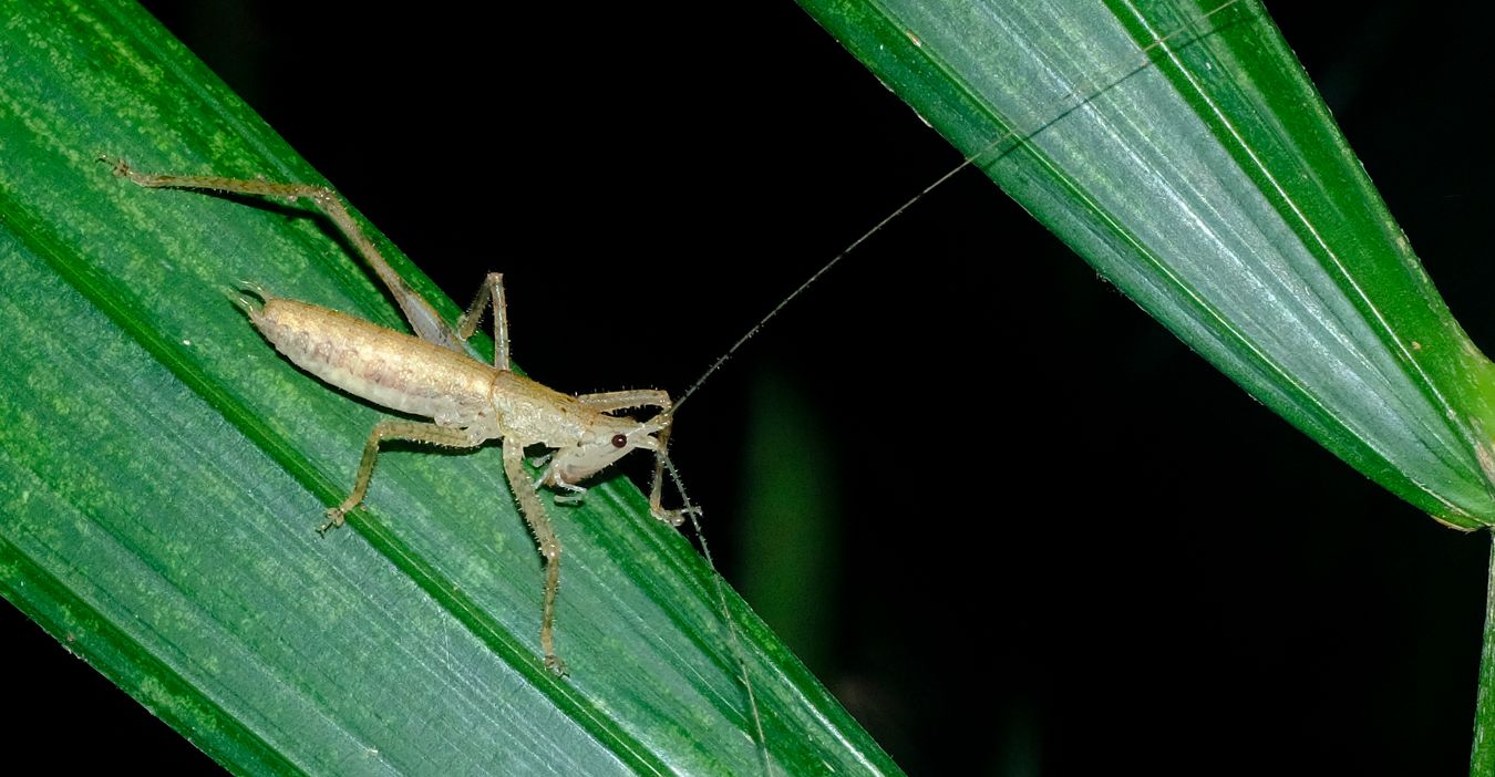 Male Black-Faced Conehead Katydid { Peracca Subulicerca }