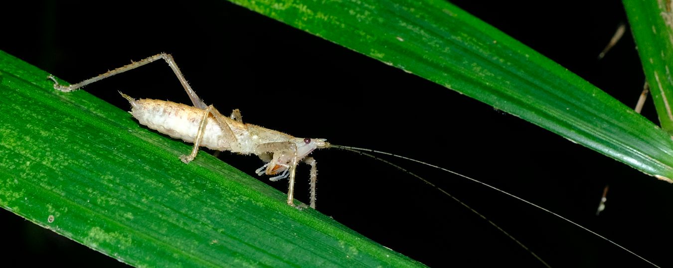 Male Black-Faced Conehead Katydid { Peracca Subulicerca }