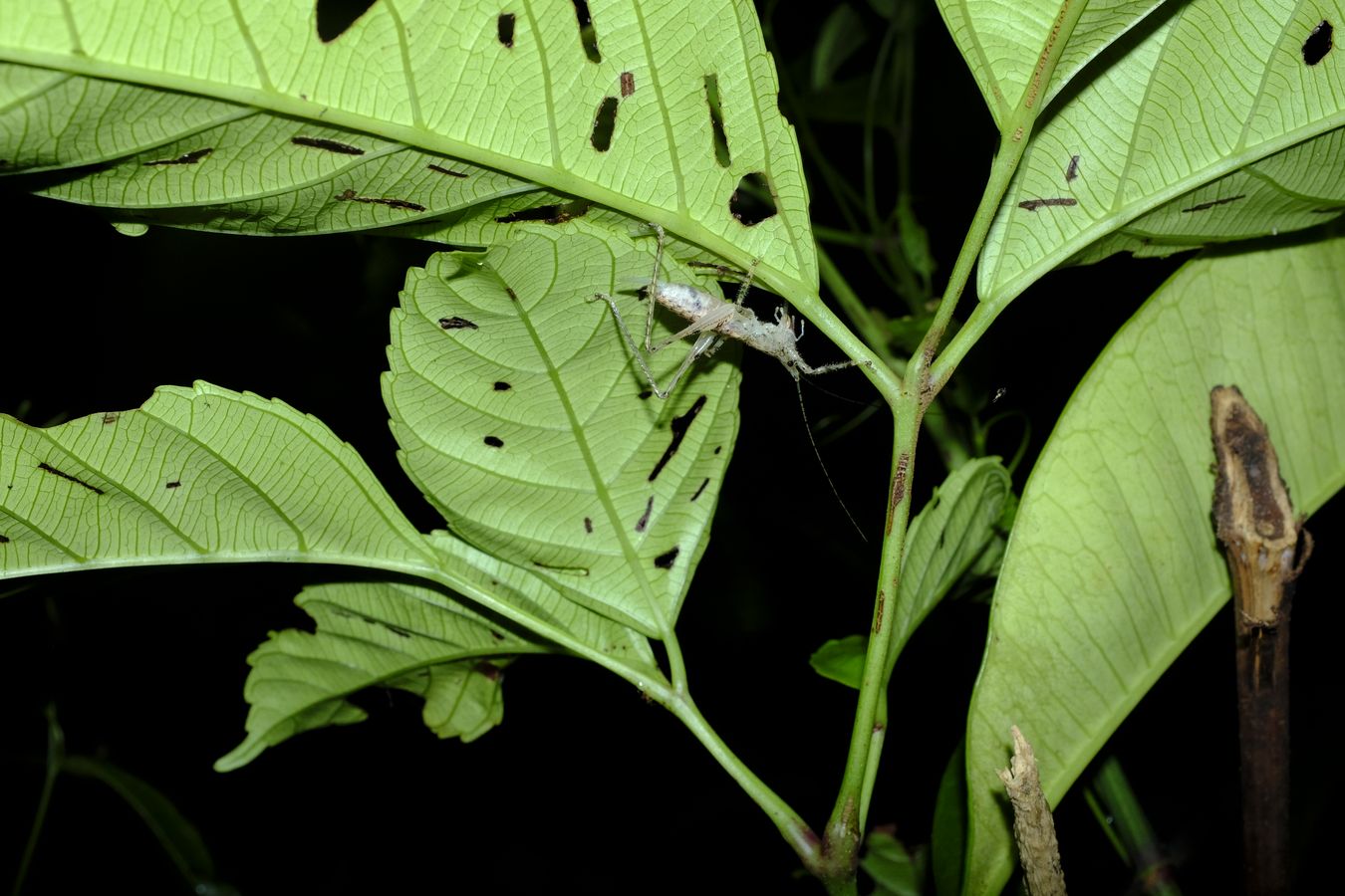 Unidentified Conehead Katydid